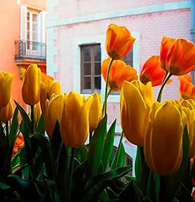 Boutique Davallada- Adults Only Gasthuis